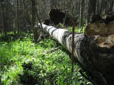 Expect the Unexpected Image